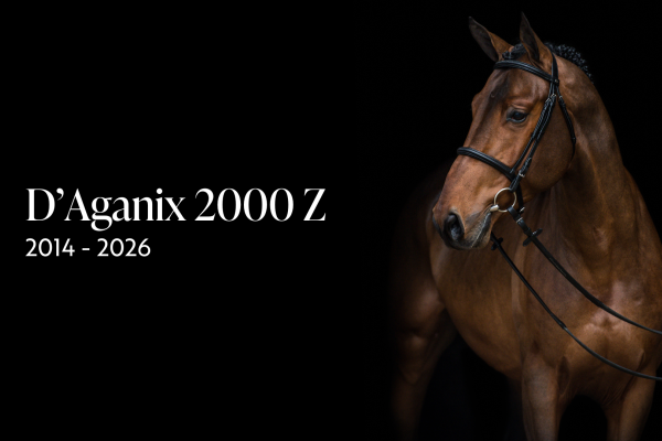 Studfarm Zangersheide mourns the tragic loss of D'Aganix 2000 Z